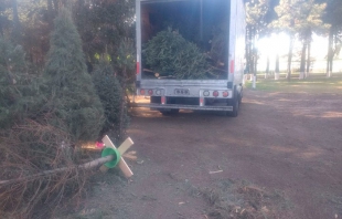 Acopia Toluca más de 800 árboles de Navidad