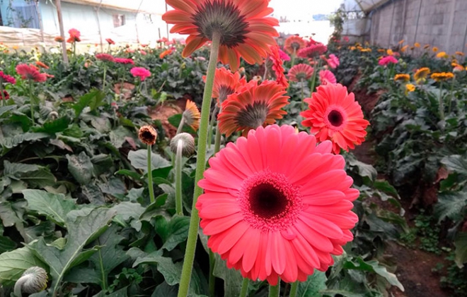 Cuesta de enero y heladas afectan a floricultores de Tenancingo