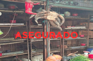 Los animales quedaron bajo resguardo de la PROPAEM y se dio intervención a la Unidad de Control y Bienestar Animal Municipal para su valoración y atención médica veterinaria.