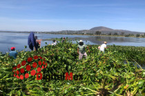 Pescadores de Zumpango trabajando para retirar el lirio acuático