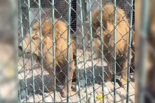 Momento en que un león africano vomita presuntos parásitos dentro del Zoológico Parque del Pueblo, en Nezahualcóyotl.