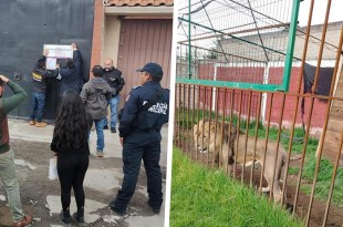 #Video: Rescatan a perros, mapaches y un león durante cateo, en #Zinacantepec