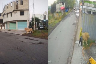 Trascendió que el león, que al parecer se había escapado de un refugio cercano, fue localizado por los mismos empleados del lugar, quienes lograron devolverlo a sus instalaciones.