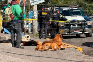 Sus cinco perros permanecieron junto al hombre en situación de calle hasta que personal forense realizó el levantamiento del cuerpo.