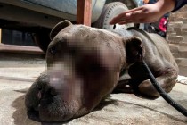 Hombre es detenido por maltrato animal en Ecatepec