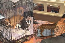 Autoridades de la FGJEM aseguraron una veterinaria en Ciudad Azteca, Ecatepec, donde localizaron perros y gatos en condiciones de abandono, además de cadáveres de animales.