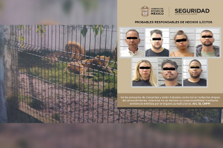 En el interior del inmueble se localizaron cuatro leones, mismos que fueron valorados por la dependencia correspondiente.