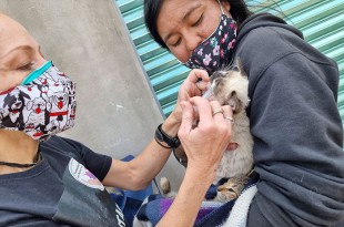 Es crucial fomentar la adopción responsable para evitar el abandono de mascotas