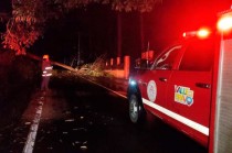 Árboles caídos en la Avenida Juárez esquina con Emiliano Zapata