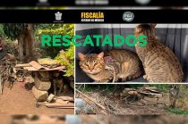 Tres perros y dos gatos fueron rescatados de un predio señalado por presunto maltrato animal.