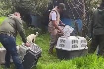 Fiscalía aseguró jaulas e inició investigación tras operativo en San Buenaventura