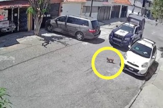 La patrulla con número de identificación DSP 887 fue señalada como la responsable de atropellar al perro de raza Chihuahua