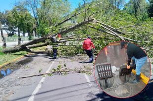 Las intensas lluvias registradas entre la tarde del martes y la madrugada de este miércoles provocaron encharcamientos, ingreso de agua a una vivienda y la caída de un árbol en distintos puntos de Toluca.