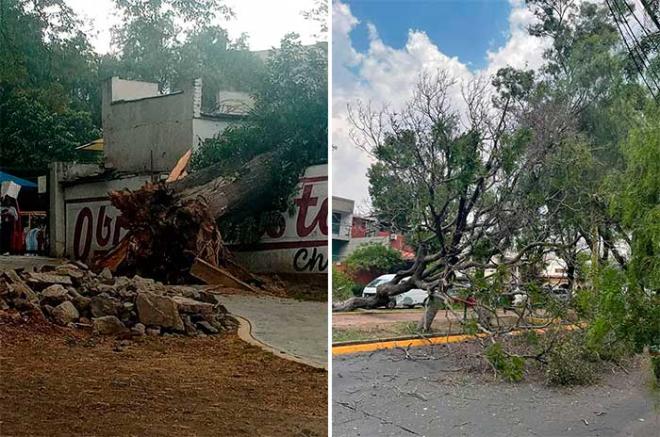 Los fuertes vientos derribaron árboles en diversos puntos