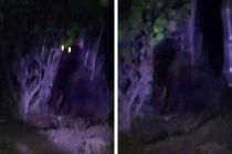 #Video: ¡Alerta! Se busca gorila avistado en límites de #Edoméx e Hidalgo