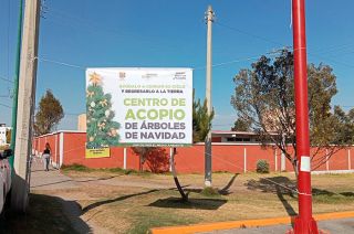 Centro de acopio de árboles de navidad