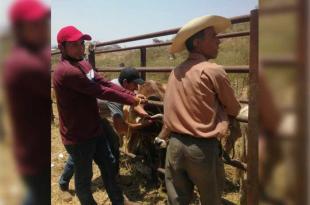 La identificación de cada cabeza de ganado bovino es de mucha utilidad.