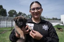Tras ser rescatados, los cachorros iniciarán un proceso de recuperación antes de su entrenamiento especializado.