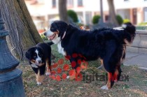 Además, se recomienda acudir al veterinario si se presentan síntomas como jadeo excesivo o encías enrojecidas.