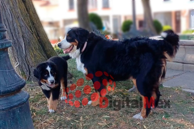 Además, se recomienda acudir al veterinario si se presentan síntomas como jadeo excesivo o encías enrojecidas.