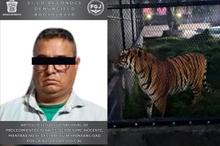 Fue hallado un tigre de bengala de aproximadamente dos años