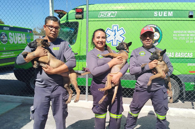 Los tres cachorros, dos hembras y un macho, se encuentran en proceso de entrenamiento que tendrá una duración aproximada de dos años.