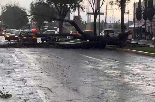 #Video: ¡Impresionante! Fuertes vientos derriban árbol en #Toluca