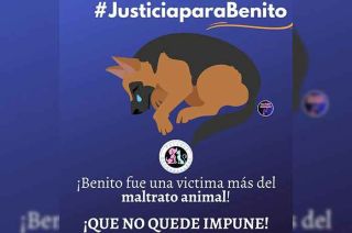 El caso del hombre que arrojó a un perro a un cazo con aceite hirviendo ha generado mucha indignación entre la población y organizaciones de protección animal.