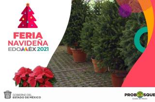 El establecimiento, mantenimiento y comercialización de árboles Navideños en el estado representa grandes beneficios