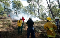 Habilita Probosque brechas cortafuego