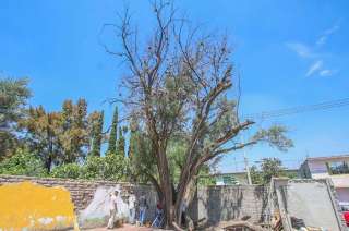 Tienen identificados otros dos árboles también muy longevos