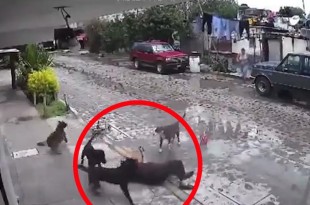 #Video: Jauría de perros ataca a mujer de la tercera edad, en #Querétaro