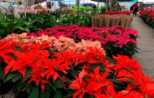 #Video: Desde Atlacomulco, exportan Flor de Nochebuena a Estados Unidos y Canadá