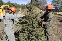 Anualmente reciben entre dos mil y tres mil árboles navideños que son convertidos en composta orgánica, cada uno da vida a 10 nuevas plantas.