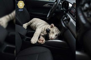 Video: Cae sujeto con cría de tigre de Bengala blanco en la Central de Abasto de CDMX