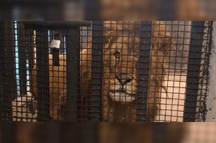 La PROFEPA se encargará de realizar las investigaciones correspondientes y definir el destino del ejemplar, así como las posibles responsabilidades legales.