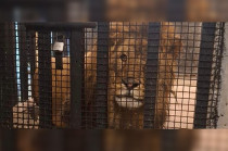 La PROFEPA se encargará de realizar las investigaciones correspondientes y definir el destino del ejemplar, así como las posibles responsabilidades legales.