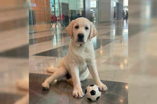 La llegada del cachorro coincide con la justa internacional de fútbol, ofreciendo un ambiente más humano y cercano en la terminal aérea.