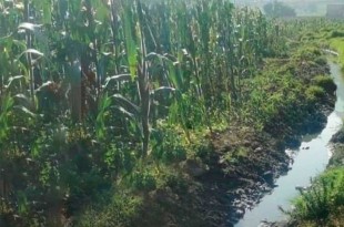 Vecinos se percataron de un cuerpo que estaba tirado en un canal de agua negras