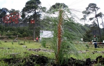 #Edomex: reforestarán 15 mil hectáreas durante 2020