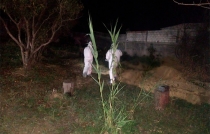 Localizan una fosa clandestina en el jardín de una casa, en #Tepetlixpa