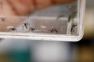 La Secretaría de Salud señaló que en las tareas de prevención de dengue se trabaja en coordinación con las autoridades municipales y la población en general.