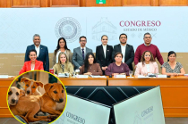 Solo 34 municipios cuentan con centros de bienestar animal, según legisladores.