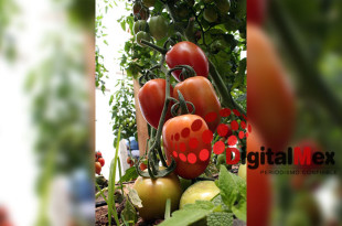 A partir de hoy, EE. UU. cobrará un 17 % adicional sobre la mayoría de los jitomates mexicanos, lo que podría encarecer el producto hasta en un 9 % para los consumidores. 