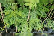 Las primeras jacarandas, de hasta 20 metros de altura, serán colocadas en el Parque Industrial Toluca con apoyo de empresarios y supervisión ambiental.