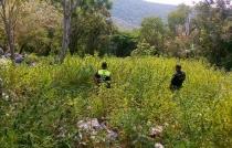 Aseguran dos plantíos de marihuana en Zumpahuacán