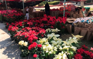 Floricultores de Zitácuaro venden “Nochebuenas” en Metepec