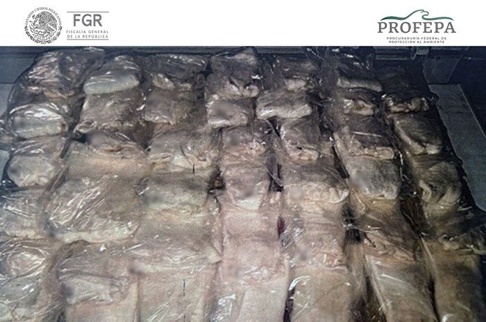 La FGR y Profepa acreditaron la afectación a la biodiversidad de una reserva natural protegida y la finalidad comercial del delito.