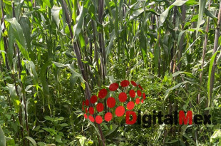 La víctima presentaba una herida de arma de fuego y el cuerpo yacía bocabajo entre las milpas.