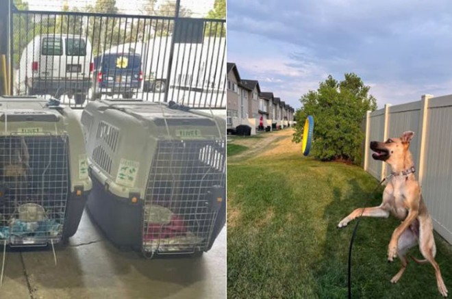 Sweetie ahora se encuentra en un programa de entrenamiento para convertirse en un perro de apoyo emocional.